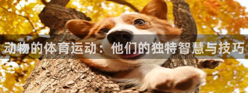 谈球吧体育官网：动物的体育运动：他们的独特智慧与技巧