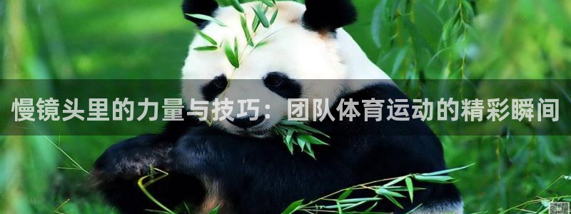 谈球吧：慢镜头里的力量与技巧：团队体育运动的精彩瞬间